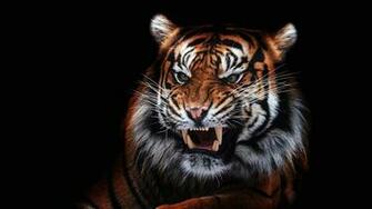 Image Tigers Canine Tooth Fangs Roar Whiskers Snout Animal Black