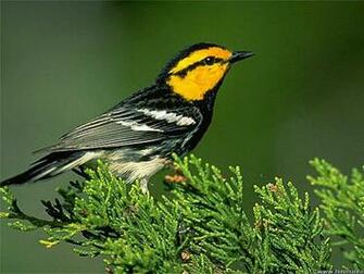 Labels Beautiful Birds Wallpaper