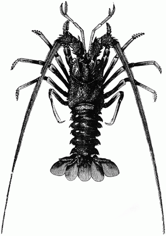 Spiny Lobster Wallpaper