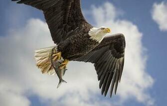 Bald Eagle Bird Predator Wings Flying Fish Catch Extraction