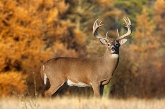 White Tailed Deer Copyright John Ford