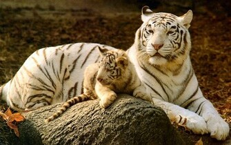 Baby White Tigers Wallpaper