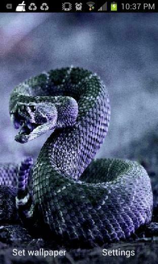 Cobra Snake Live Wallpaper Android