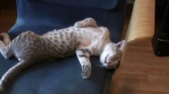Ocicat Wallpaper High Quality
