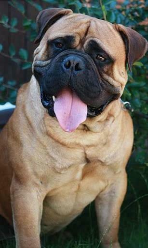 Bullmastiff Wallpaper And Background Application With Beautiful High