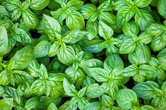 Basil 4k Ultra HD Wallpaper Background Image Id