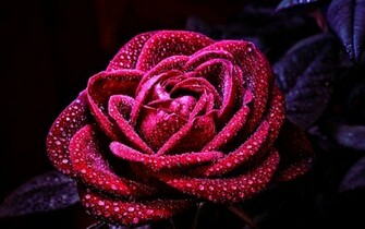 Flowers Rose