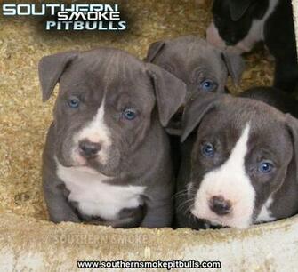 Pit Bull Puppy Pictures HD Wallpaper And