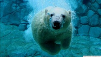 Polar Bear HD Wallpaper Res