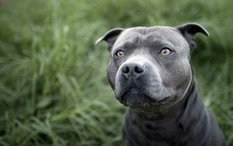 Perro Pitbull Fondos De Pantalla HD Wallpaper
