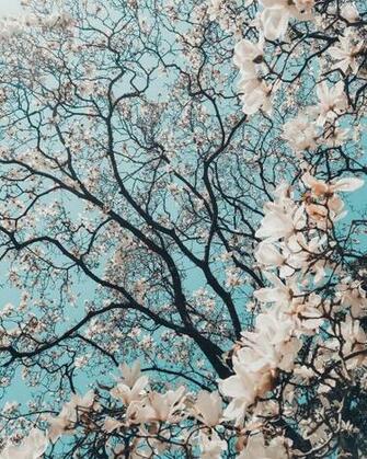 Flower Wallpaper HD Hq