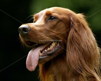 Cute And Beautiful Cats Dogs HD Wallpaper Photographs