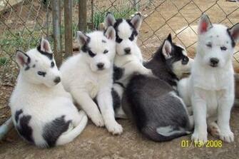 Husky Puppies Wallpaper HD