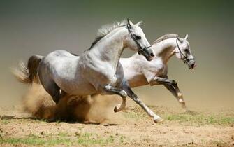 White Horses Wallpaper Stock Photos