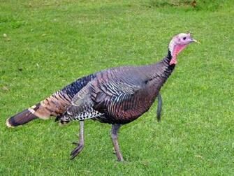 Wild Turkey Morro Bay Wallpaper Photo Shared By Almeta Desktop