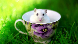 White Cute Rat Inside Tea Cup Picture Wallpaper