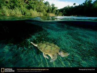 Wallpaper Best Turtle Windows Background Desktop