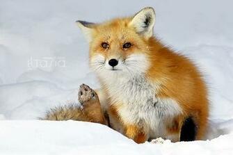 Red Fox Wallpaper