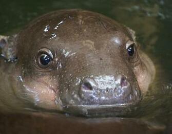 Cute Hippo Quotes
