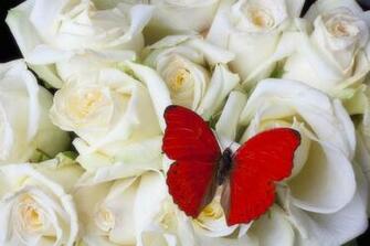 Url 18 Beautiful Red Butterfly On White Roses