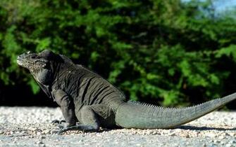 Monitor Lizard S Background Wallpaper