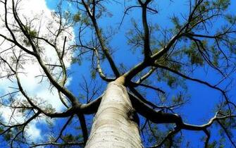 Tree Branches Wallpaper Plants Nature