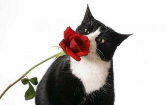 Valentines Day Gift Idea Red Rose HD Wallpaper