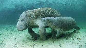 Manatee Wallpaper