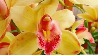 Orchid Flower Wallpaper