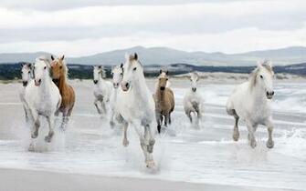 Beautiful White Horse Running Beach Wallpaper HD