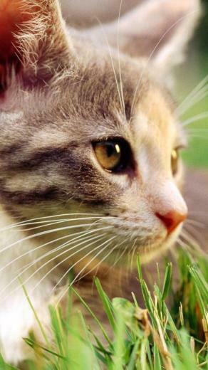 Cat Galaxy S4 Wallpaper HD