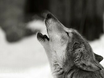 Wolves Wolf