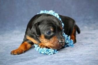Pics Photos Miniature Pinscher Puppies Cute Funny And