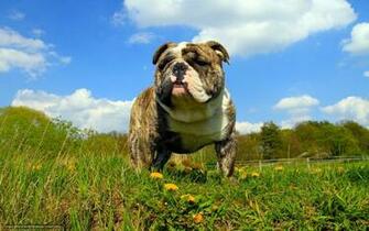 Wallpaper Dog Summer Desktop In The