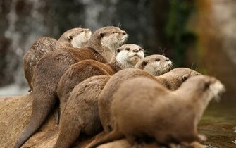 Animal Otter Wallpaper