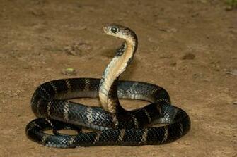 King Cobra True Wildlife Creatures