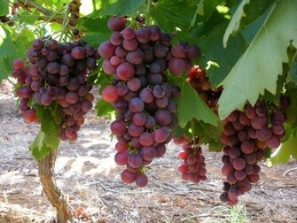 The Red Grapes Wallpaper Desktop