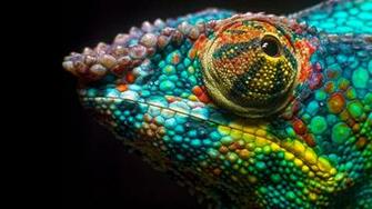 Colors Of Chameleon 4k Wallpaper