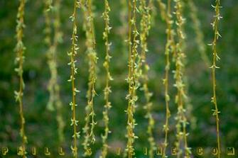 Weeping Willow Tree Wallpaper If This Redbud And