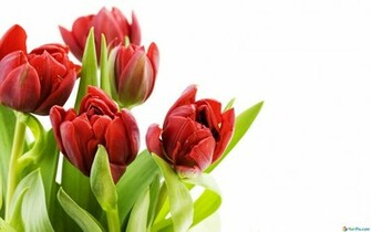 Full HD Flowers Desktop Wallpaper Pixel Nature