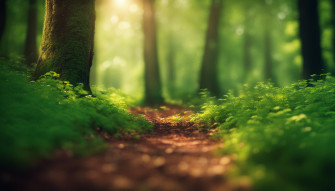 3d Forest Wallpaper