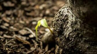 Plant New Life Wallpaper