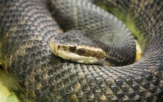 Snakes Wallpaper HD Background Photos Pictures
