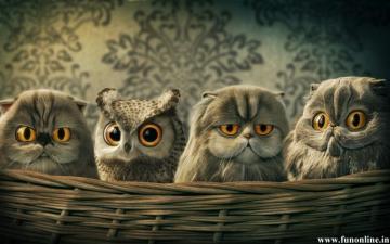 Funny Owl Wallpaper