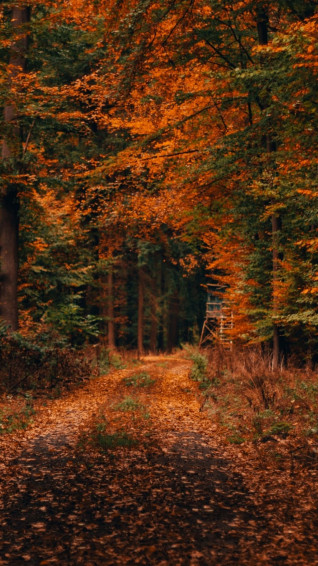 Autumn iPhone Plus Wallpaper