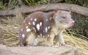 Quoll Wikipedia