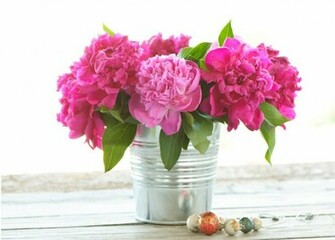 Peonies High Quality And Resolution Wallpaper On