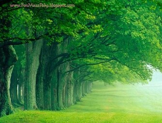 Definition HD Nature Photos Image High Resolution Wallpaper