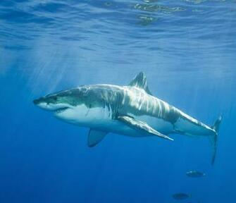 Mexico Great White Shark Image By Royalty Corbis