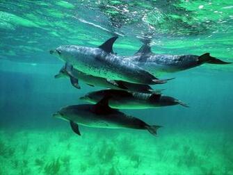 Related Wallpaper Animals Dolphins Dolphin
